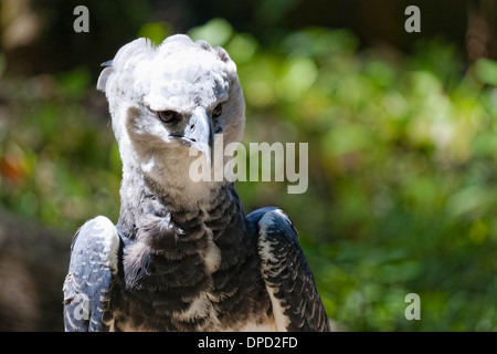 Harpyie (Harpia Harpyja) Porträt Stockfoto