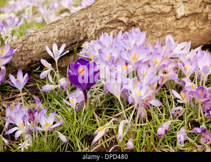 Schöne lila und Mauve Krokusblüten im Frühjahr wachsen in den Rasen in einem bunten Garten. Stockfoto