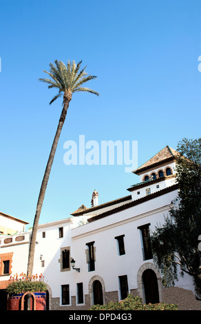 Große Palme im typisch spanischen Stadt erhebt sich in den blauen mediterranen Himmel Stockfoto