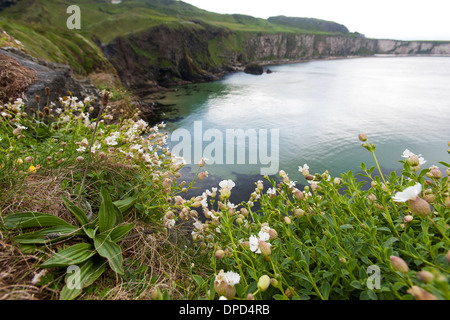 Betrachtet man den Blick entlang der Antrim Küste aus gesehen Carrickarede Insel eine Denkmalschutz-Immobilie in Nordirland. Stockfoto