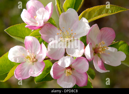 Blumen von einem Apfelbaum, Stockfoto