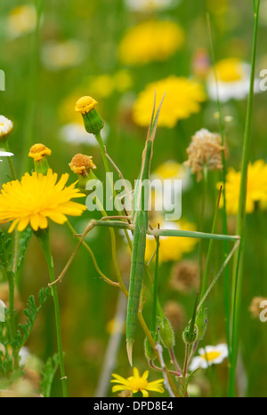 Grüne Heuschrecke getarnt zwischen Blumen Stockfoto