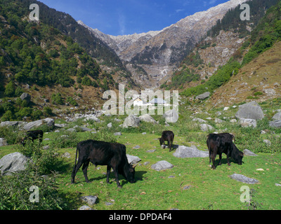 Rinder grasen auf der Wiese, Bhaga, Nr. Mcleodganj, Himachal Pradesh, N. Indien mit Blick auf Dhauladhar Berge. Stockfoto