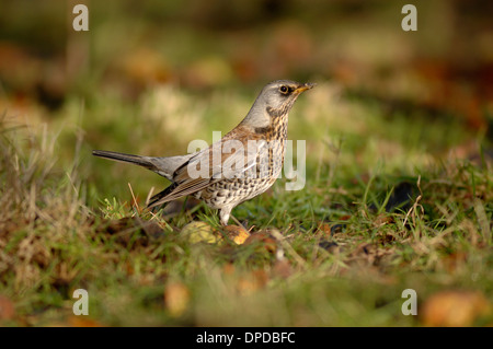 Eine Wacholderdrossel im Winter auf gefallene Äpfel UK. Stockfoto