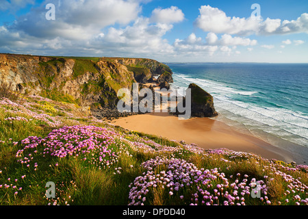 Die Deckung der Sparsamkeit wächst auf der Klippe am Bedruthan Steps, North Cornwall Stockfoto