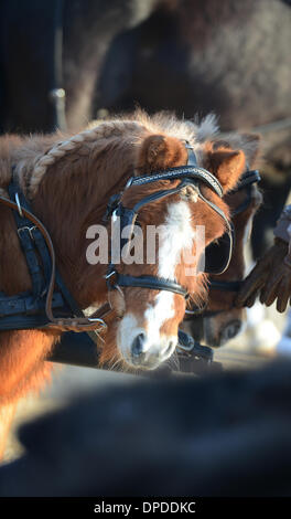 Ellwangen, Deutschland. 13. Januar 2014. Ein Shetland-Pony ist bei der Vergabe von Pferd und Wagen Preis beim "Kalter Markt" (lit. kalten Markt)-Pferdemarkt in Ellwangen, Deutschland, 13. Januar 2014 fotografiert. Seit dem 17. Jahrhundert findet der "Kalter Markt" Pferdemarkt jährlich am ersten Montag nach dem Dreikönigstag. Eine große Parade und die Verleihung eines Preises für Pferde und Kutschen sind Teil des Ereignisses. Foto: FRANZISKA KRAUFMANN/Dpa/Alamy Live-Nachrichten Stockfoto