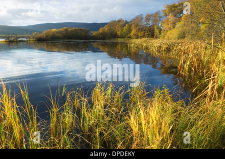 Loch Kinord - in den Muir Dinnet National Nature Reserve, Deeside, Aberdeenshire, Schottland. Stockfoto