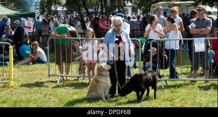 Frau zeigt ihren beiden Hunden am Hund zeigen Beaconsfield jährliche Land Fayre (fair) Buckinghamshire UK Stockfoto