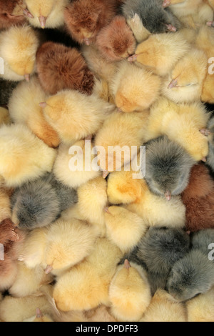 Junge Küken zum Verkauf an das Outdoor-Leben Tiermarkt in Otavalo, Ecuador Stockfoto