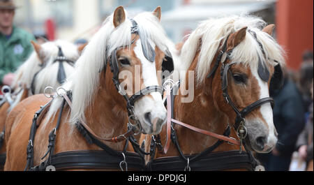 Ellwangen, Deutschland. 13. Januar 2014. Ein Team von Haflingern beteiligt sich an der "Kalter Markt" (lit. kalten Markt) Markt Pferdeparade in Ellwangen, Deutschland, 13. Januar 2014. Seit dem 17. Jahrhundert findet der "Kalter Markt" Pferdemarkt jährlich am ersten Montag nach dem Dreikönigstag. Eine große Parade und die Verleihung eines Preises für Pferde und Kutschen sind Höhepunkte der Veranstaltung. Foto: FRANZISKA KRAUFMANN/Dpa/Alamy Live-Nachrichten Stockfoto