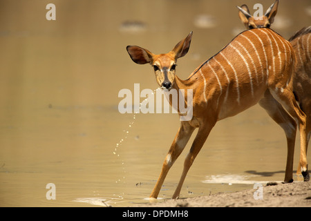 Nyala am Wasserloch, Mana Pools Nationalpark, Simbabwe, Afrika Stockfoto