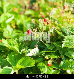 Wilde Erdbeeren in den Garten, Nahaufnahme Stockfoto