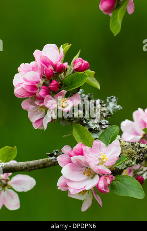 Apfelblüte im Cornish Obstgarten vor dem fernen grünen Hintergrund Stockfoto