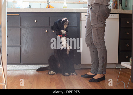 Haustier Hund blickte zu Besitzer in Küche Stockfoto