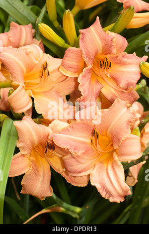 Gruppierte Lilie Blüten von Hemerocallis "Kinderfest" genommen in einem privaten Garten in Plymouth, England. Stockfoto