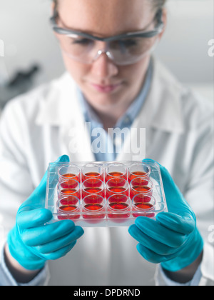 Wissenschaftlerin Stammzellkulturen im Labor untersuchen Stockfoto