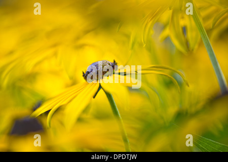 Nahaufnahme Bild von Rudbeckia Fulgida var Deamii 'Goldsturm' gelben Sommerblumen Stockfoto