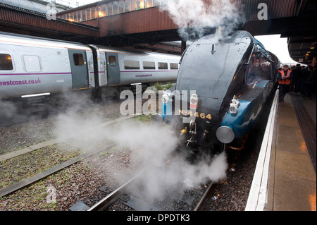 LNER erhaltene Dampfmaschine Rohrdommel no.4464 stehen am Bahnhof York am Tag seinen Rekord 93 km/h im Dezember 2013 laufen. Stockfoto
