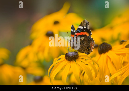 Kleiner Fuchs Schmetterling sammeln Pollen von einer gelben Rudbeckia Fulgida var Deamii 'Goldsturm' Sommerblume Stockfoto