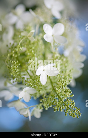 Close-up, Makro Bild die zarten weißen Blüten Sommer Blüte Hydrangea Paniculata. Stockfoto