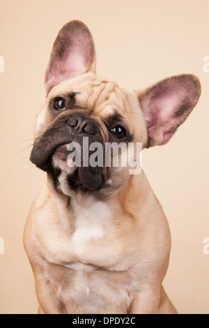 Französische Bulldogge Portrait im Studio auf blauem Hintergrund Stockfoto