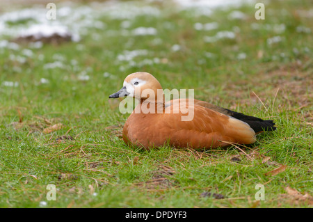 Rostgans, Tadorna Ferruginea, Ruddy Brandgans Stockfoto