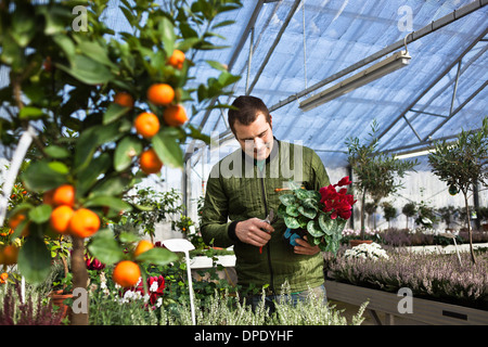 Gärtner im Gewächshaus Stockfoto