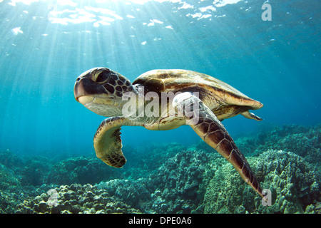 Eine hawaiianische grüne Meeresschildkröte schwimmt über die unberührten Riffe im Inneren Honaunau Park, Hawaii. Stockfoto