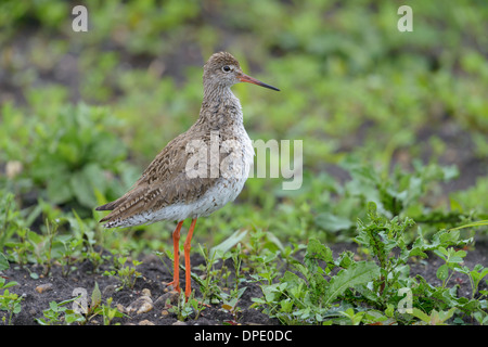 Rotschenkel Tringa Totanus, gemeinsame Rotschenkel Stockfoto