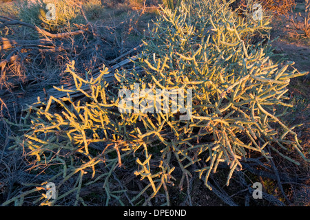 Bleistift Cholla (Cylindropuntia Ramosissima), Saguaro National Park West, Tucson, Arizona Stockfoto