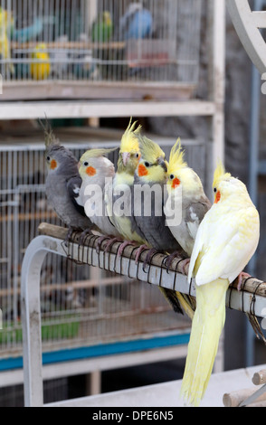 Nymphensittiche, Nymphicus Hollandicus, auf den Verkauf in der Vogel-Souk oder Haustier Souk in Doha, Katar, mit Vögel im Käfig im Hintergrund Stockfoto