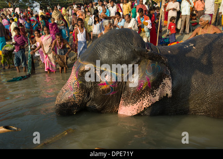 Bemalte Elefanten wird gebadet in den Fluß Gandak, mit den Pilgern, die gerade von der Bank Sonepur Mela, Sonepur, Bihar, Indien Stockfoto