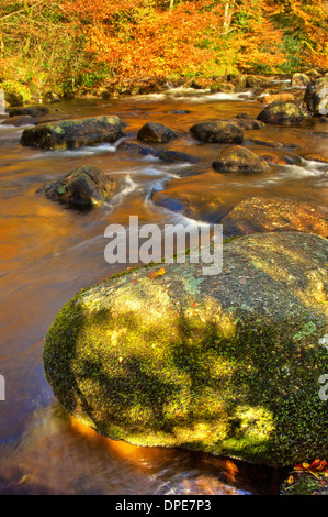 Feuriger Herbstfärbung am East Dart River in der Nähe von Dartmeet, im Dartmoor National Park Stockfoto