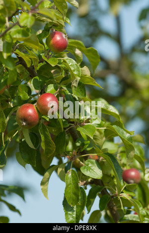 Zweig der rote Äpfel. Stockfoto