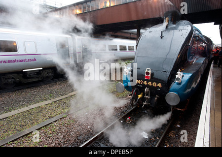 LNER erhaltene Dampfmaschine Rohrdommel no.4464 stehen am Bahnhof York am Tag seinen Rekord 93 km/h im Dezember 2013 laufen. Stockfoto