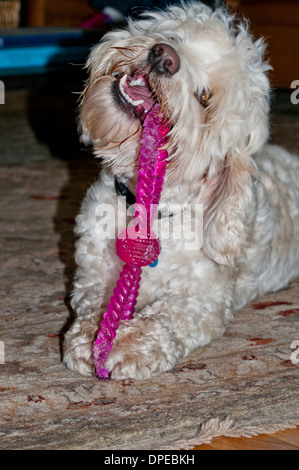 Cockapoo mit Hundespielzeug Stockfoto