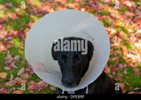 Schwarzer Labrador tragen Halskragen Stockfoto