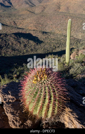 Angelhaken Barrel Cactus (Ferocactus Wislizeni), Tucson Berge, Saguaro National Park, West, Tucson Arizona Stockfoto