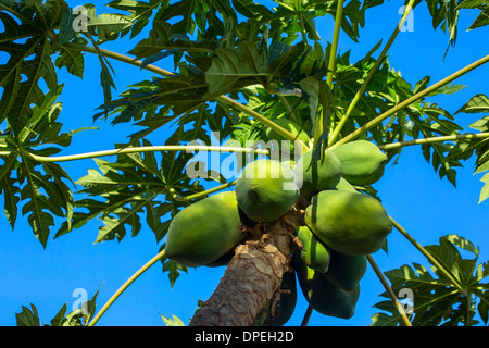 Grüne Papaya wächst auf einem Baum Stockfoto