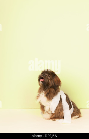 Hund mit Bandage von der veterinair Stockfoto