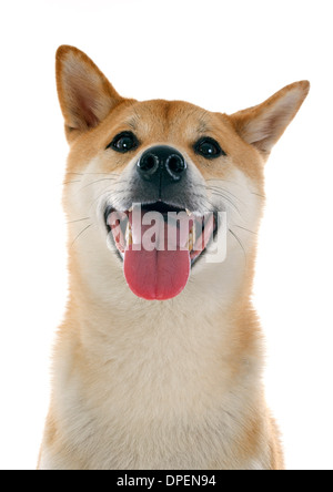 Shiba Inu vor weißem Hintergrund Stockfoto