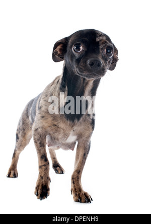 Porträt von einem süßen reinrassigen Welpen Chihuahua vor weißem Hintergrund Stockfoto