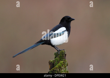 Elster (Pica Pica) sitzen auf bemoosten Baumstumpf, North Rhine-Westphalia, Deutschland Stockfoto