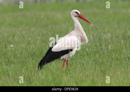 Weißer Storch (Ciconia Ciconia) stehen auf einer Wiese, Burgenland, Österreich Stockfoto