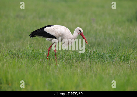 Weißstorch (Ciconia Ciconia) auf einer Wiese, Burgenland, Österreich Stockfoto