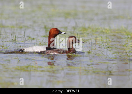 Gemeinsamen Tafelenten (Aythya 40-jähriger) paar umwerben im flachen Wasser, Burgenland, Österreich Stockfoto