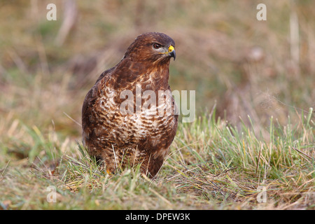 Mäusebussard (Buteo Buteo) im Grass, North Rhine-Westphalia, Deutschland Stockfoto