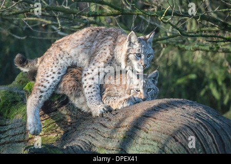 Zwei junge Luchs (Lynx Lynx) spielen, Nordhessen, Hessen, Deutschland Stockfoto