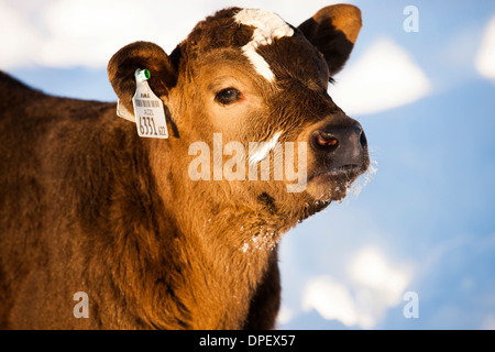 Kalb im Schnee, Mischling Angus und Fleckvieh, Nord-Tirol, Österreich Stockfoto