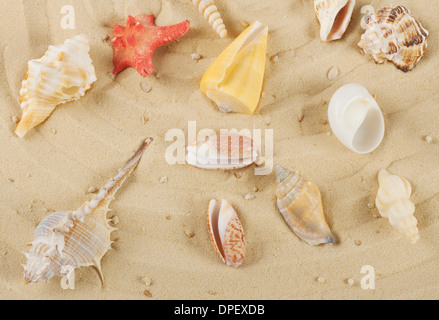 Hintergrund mit bunten Muscheln und Seesterne auf dem gelben sand Stockfoto